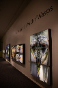 Wasp_exhibition__DSC3453